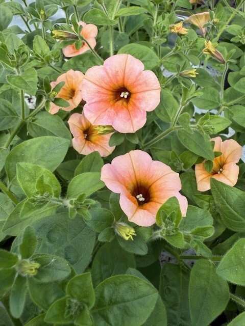 bild på petunia i aprikosfärg