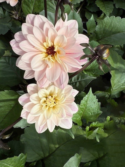 bild på rosa dahlia