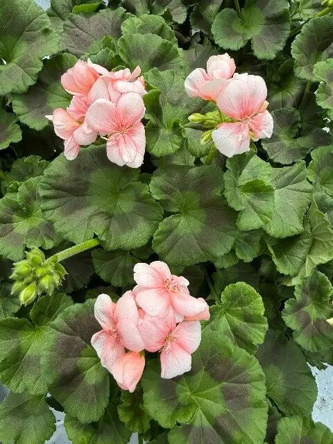 bild på rosa pelargon